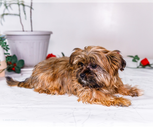 Medium Photo #11 Shorkie Tzu Puppy For Sale in WAKARUSA, IN, USA
