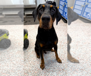 Doberman Pinscher Dogs for adoption in Buffalo, MN, USA