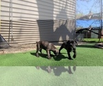Small #6 America Bandogge Mastiff