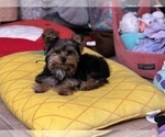 Small Photo #8 Yorkshire Terrier Puppy For Sale in VALRICO, FL, USA