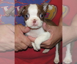 Puppy 3 Boston Terrier