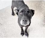 Small #1 Mutt