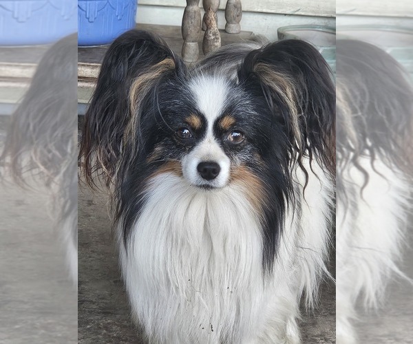 Medium Photo #1 Papillon Puppy For Sale in FULTON, MO, USA
