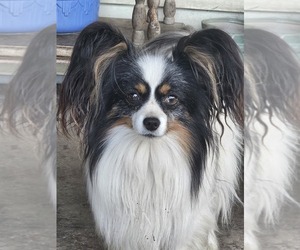 Father of the Papillon puppies born on 07/29/2026