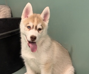 Medium Siberian Husky