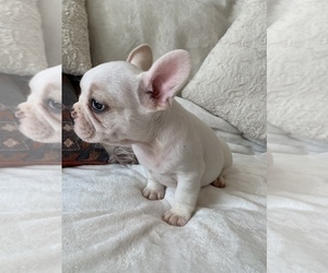 French Bulldog Puppy for sale in JOHNS ISLAND, SC, USA