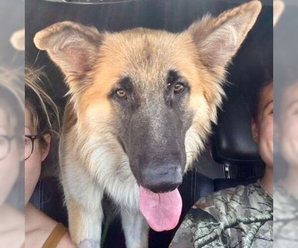 Medium Photo #1 German Shepherd Dog Puppy For Sale in New Orleans, LA, USA
