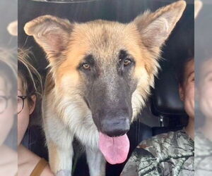 German Shepherd Dog Dogs for adoption in New Orleans, LA, USA