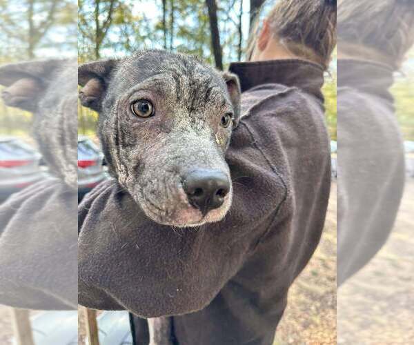 Medium Photo #4 Mutt Puppy For Sale in New York, NY, USA