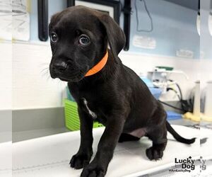 Labrador Retriever-Unknown Mix Dogs for adoption in Washington, DC, USA