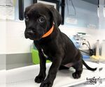 Small Labrador Retriever Mix