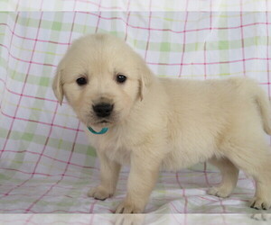 English Cream Golden Retriever Puppy for sale in SHILOH, OH, USA