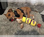 Small #5 Beagle Mix