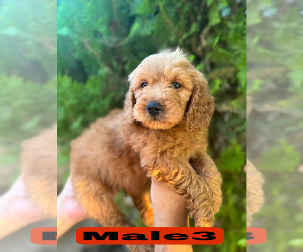 Medium Photo #28 Goldendoodle (Miniature) Puppy For Sale in BAKERSFIELD, CA, USA