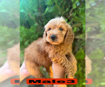 Small #27 Goldendoodle (Miniature)