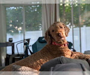 Poodle (Standard)-Unknown Mix Dogs for adoption in East Derry, NH, USA