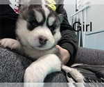 Small Photo #2 Siberian Husky Puppy For Sale in CLARKSTON, MI, USA