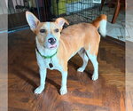 Small Photo #2 Jack Russell Terrier-Unknown Mix Puppy For Sale in Oakhurst, NJ, USA