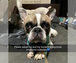 Small Photo #3 French Bulldog Puppy For Sale in Uwchlan, PA, USA