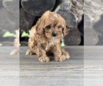 Small #1 Cavapoo (Miniature)