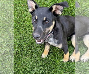 Tootsie Pup - Female Shepweiller Dog for Adoption - Photo #6