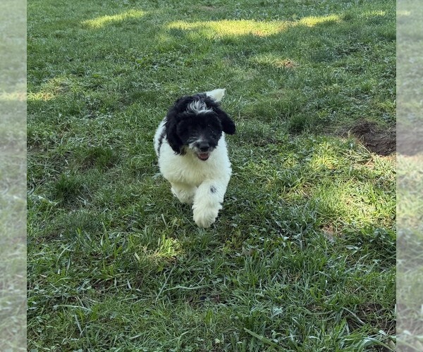 Medium Photo #6 Aussiedoodle Puppy For Sale in ASHEVILLE, NC, USA