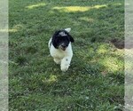 Small #5 Aussiedoodle