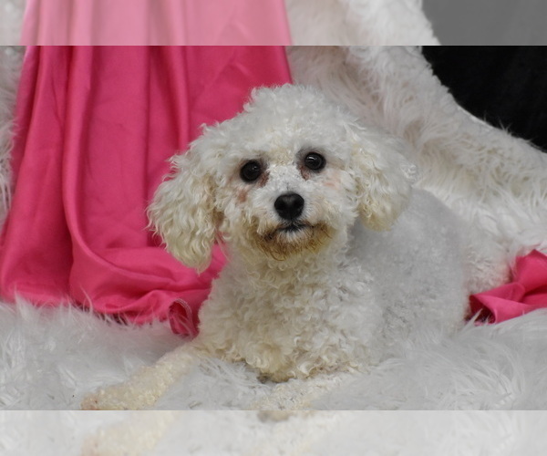 Medium Photo #1 Cavachon Puppy For Sale in ELDORADO, OH, USA