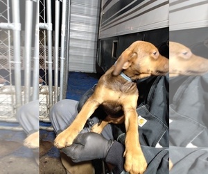 Doberman Pinscher-Mastiff Mix Puppy for sale in TURNER, OR, USA
