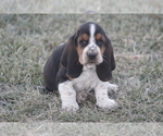 Small #9 Basset Hound