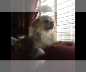 Mother of the Pekingese puppies born on 10/14/2019