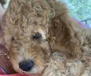 Goldendoodle (Miniature) Puppy for sale in MACOMB, MI, USA