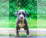 Puppy Puppy 1 American Bully