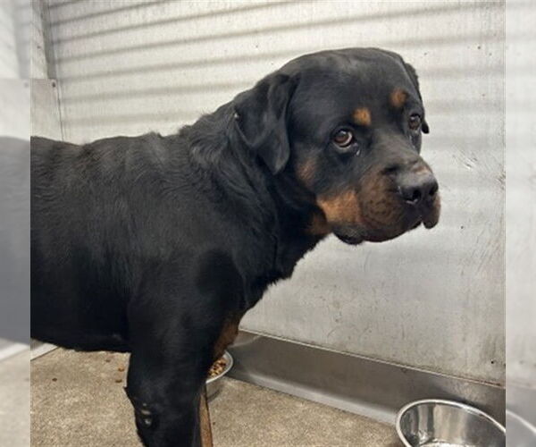 Medium Photo #1 Rottweiler Puppy For Sale in San Bernardino, CA, USA