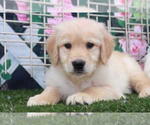 Golden Retriever Puppy for sale in MARIETTA, GA, USA