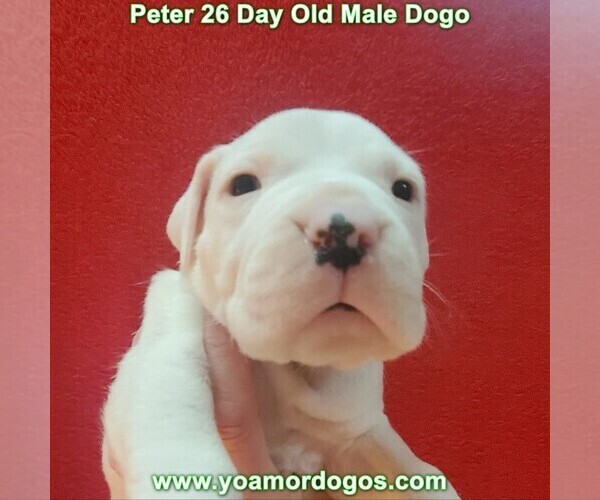 Medium Photo #55 Dogo Argentino Puppy For Sale in JANE, MO, USA