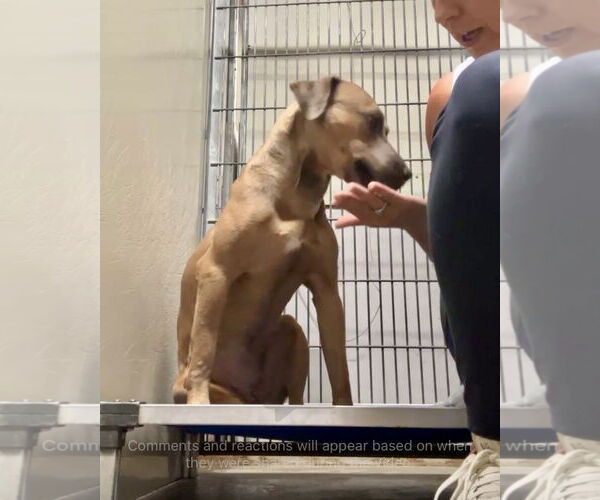 Medium Photo #5 Mountain Cur-Unknown Mix Puppy For Sale in Oakhurst, NJ, USA