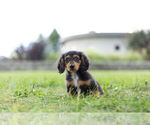 Small #4 Dachshund