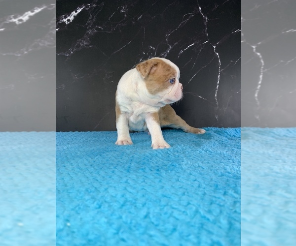 Medium Photo #2 Boston Terrier Puppy For Sale in TULARE, CA, USA