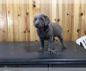 Labrador Retriever Puppy for sale in FREDERICKSBURG, OH, USA