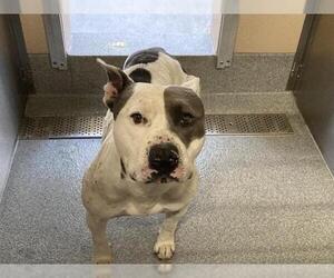 Mutt Dogs for adoption in Orange, CA, USA