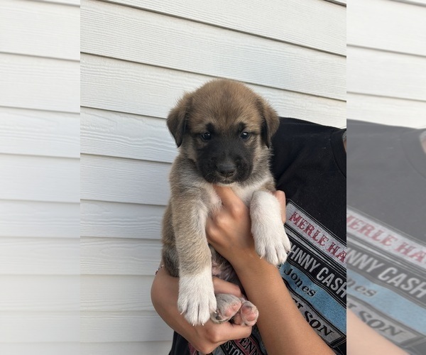 Medium Photo #6 Labrenees Puppy For Sale in BELTON, TX, USA