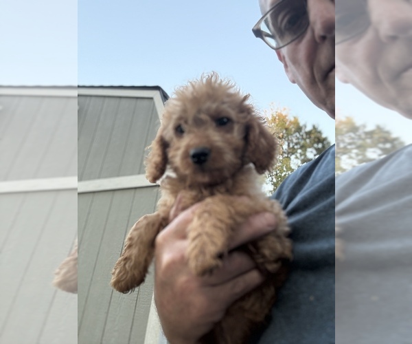 Medium Photo #1 Goldendoodle (Miniature) Puppy For Sale in ALBEMARLE, NC, USA