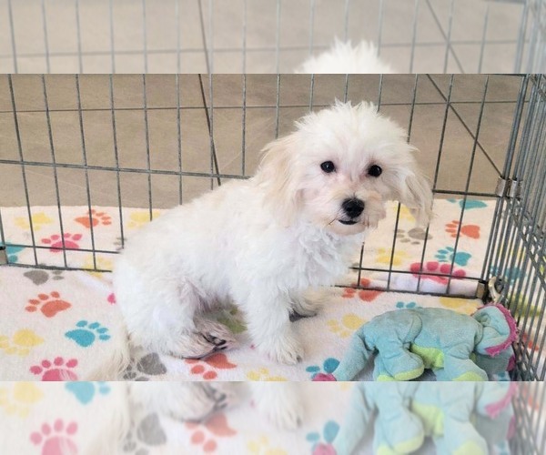 Medium Photo #2 Maltipoo (Toy) Puppy For Sale in ORO VALLEY, AZ, USA