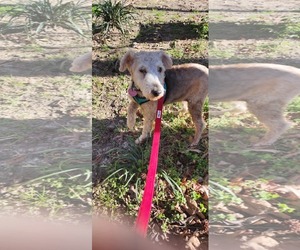 Lakeland Terrier Dogs for adoption in Holly Springs, NC, USA