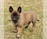 Small #2 Belgian Malinois