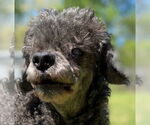 Small #7 Poodle (Miniature)
