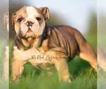 Small Photo #12 English Bulldog Puppy For Sale in WARSAW, IN, USA