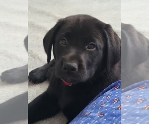 Labrador Retriever Dog for Adoption in ARTHUR, Illinois USA