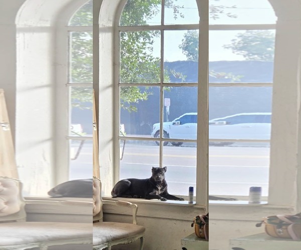 Medium Photo #3 American Staffordshire Terrier Puppy For Sale in The Woodlands, TX, USA